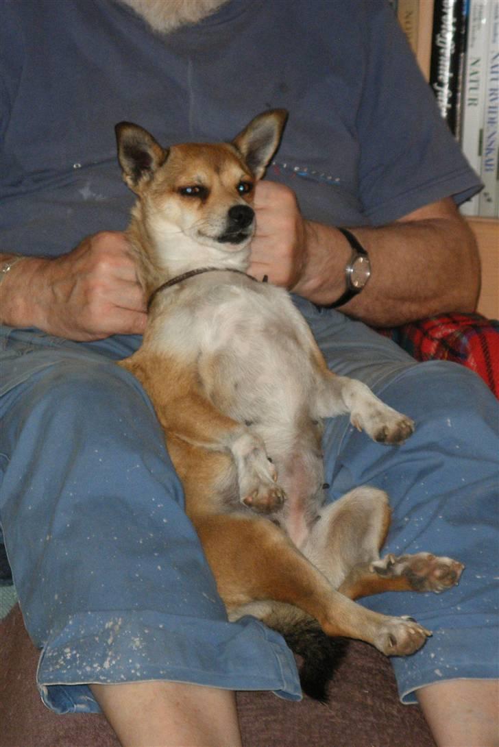 Norsk lundehund Heldager's Liv - Sep.06 - Alle hundebørn er flyttet hjemmefra, så nu skal der slappes af. billede 9