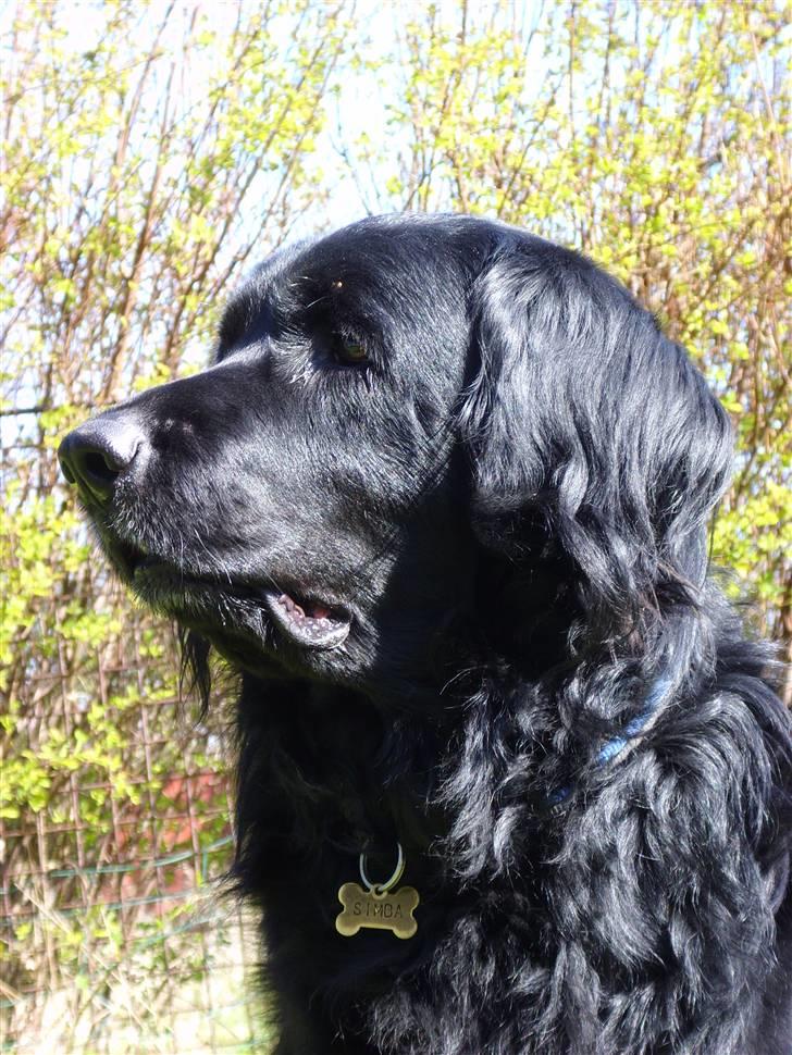 Blanding af racer Simba - død billede 4