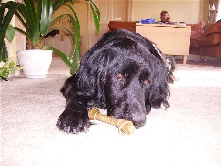 Blanding af racer Simba - død billede 5