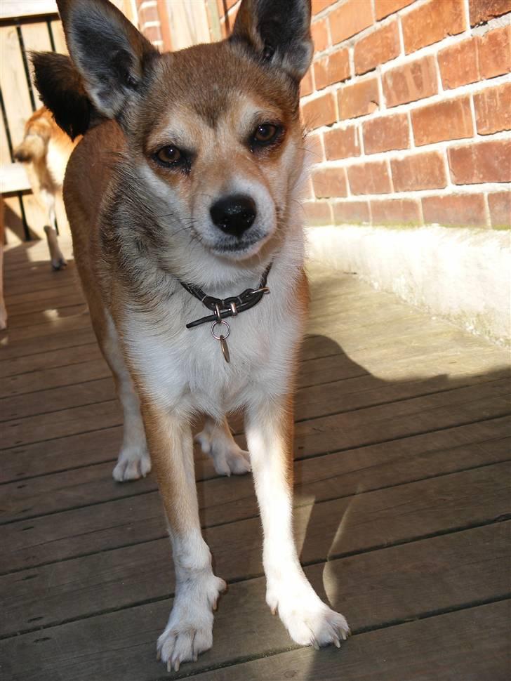 Norsk lundehund Heldager's Liv - april 07 billede 10