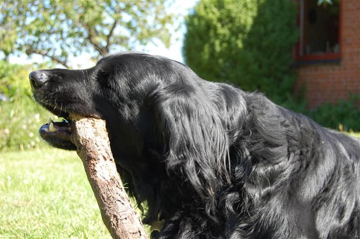 Blanding af racer Simba - død billede 6