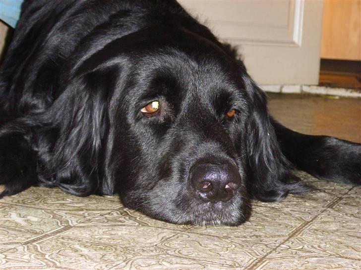 Blanding af racer Simba - død billede 7