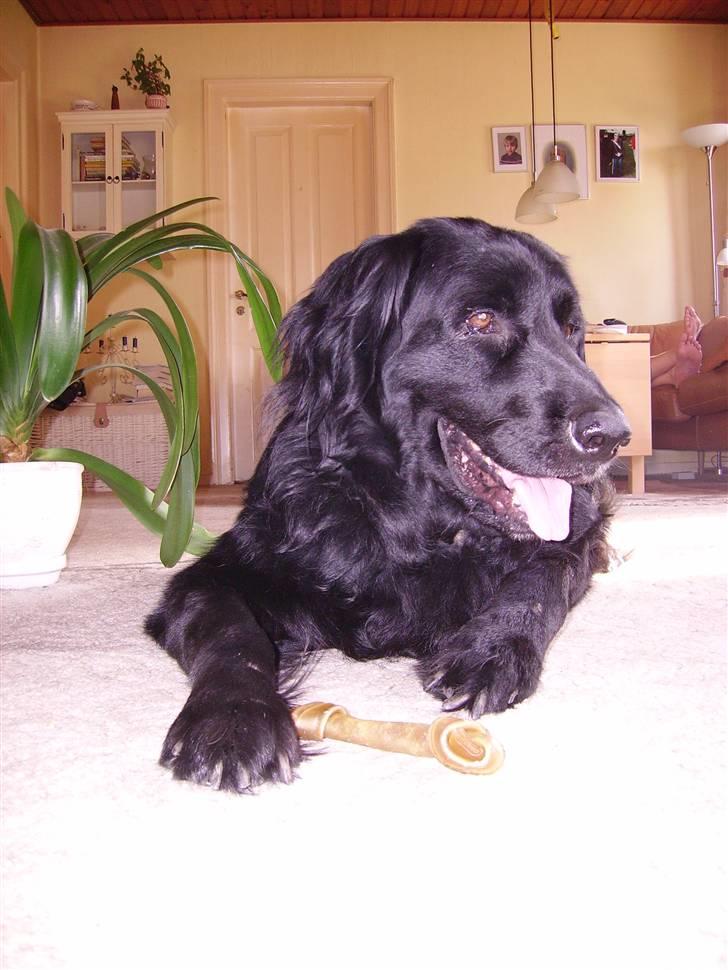 Blanding af racer Simba - død billede 8