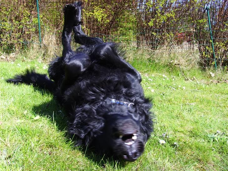 Blanding af racer Simba - død billede 9