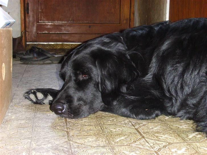 Blanding af racer Simba - død billede 10