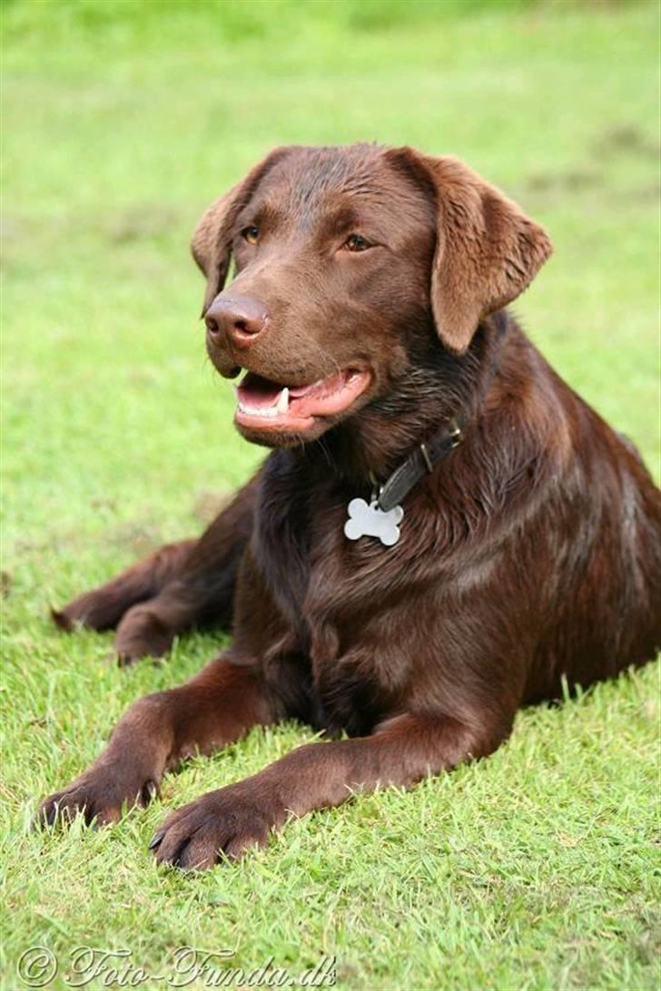 Labrador retriever Luka tidl. hund - Smukkehunden billede 7