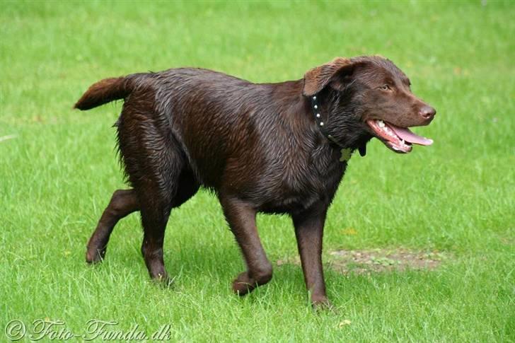 Labrador retriever Luka tidl. hund - ja ja jg kommer nu.. billede 8