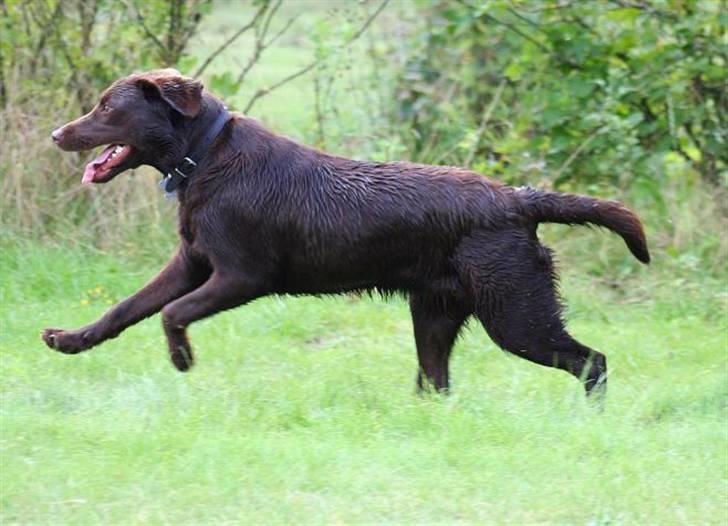 Labrador retriever Luka tidl. hund - huhej.. billede 9