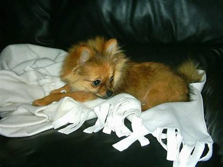 Pomeranian Perle billede 8