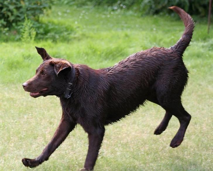 Labrador retriever Luka tidl. hund - ih hvor det går.. billede 10