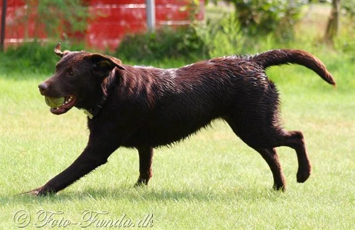 Labrador retriever Luka tidl. hund billede 11
