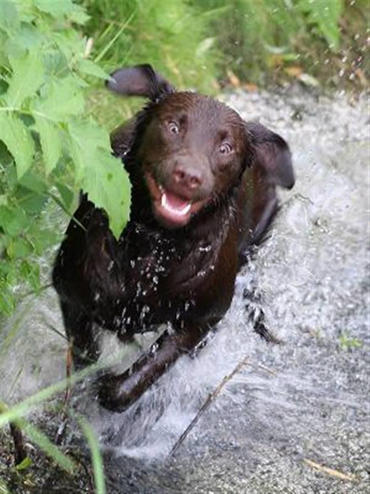 Labrador retriever Luka tidl. hund - hvem sagde vandhund?! billede 12