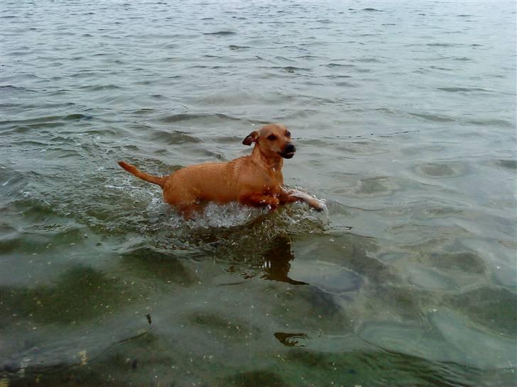 Blanding af racer Fie - Skønt at være ude at bade :) billede 9