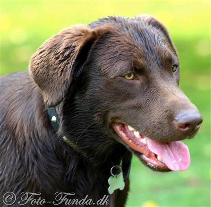 Labrador retriever Luka tidl. hund - portræt billede 13