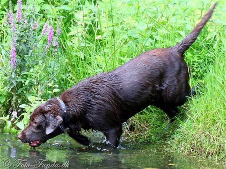 Labrador retriever Luka tidl. hund - vandhund billede 14
