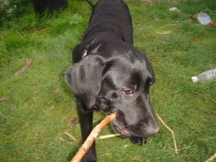 Labrador retriever Covie - 4 måneder. Se mig lige en gang *charmesmil* billede 13