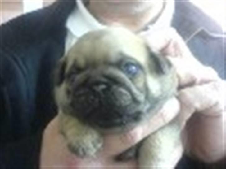 Mops Orla - Orla, den første gang jeg var ude og se ham. 3½ uge gammel. billede 7