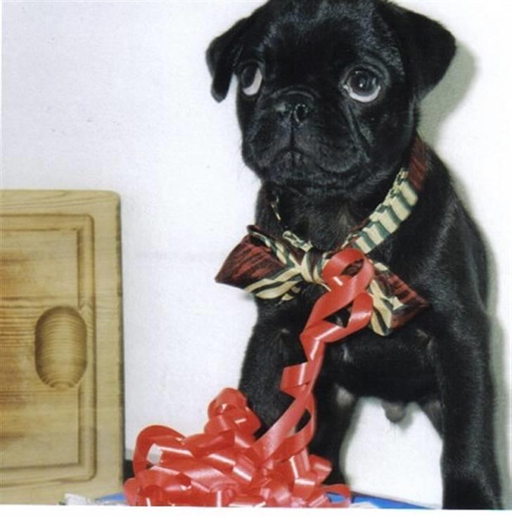 Mops Orla - Her skulle Karlo til fødselsdag. Årh, tut. Karlo døde 13 nov 07 billede 9