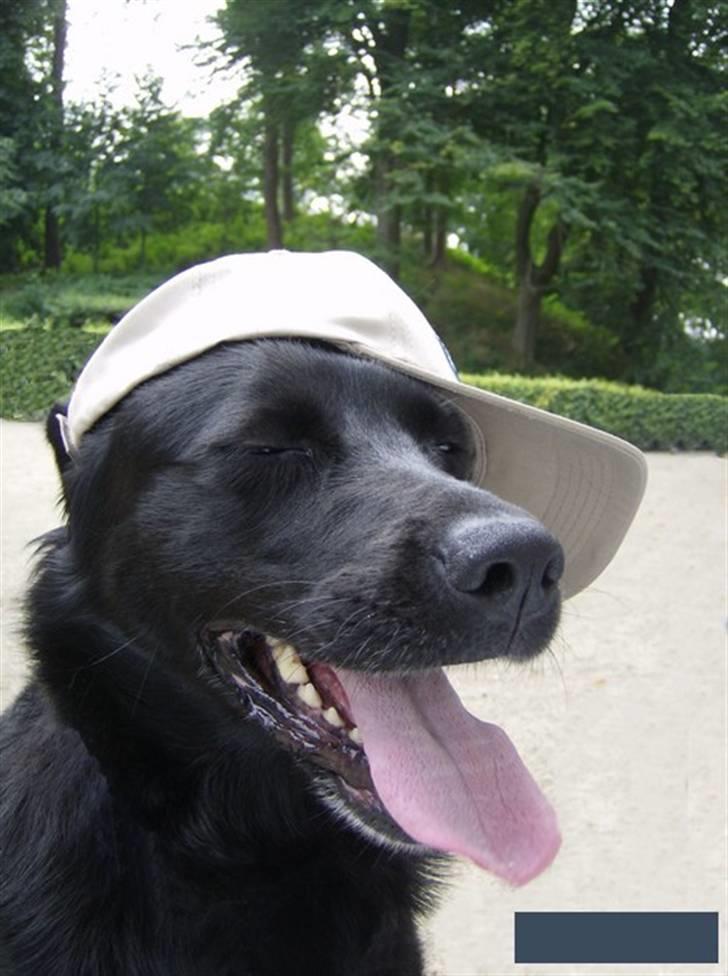 Blanding af racer Freja - Til Dk´s sødeste hund i Viborg.. billede 17