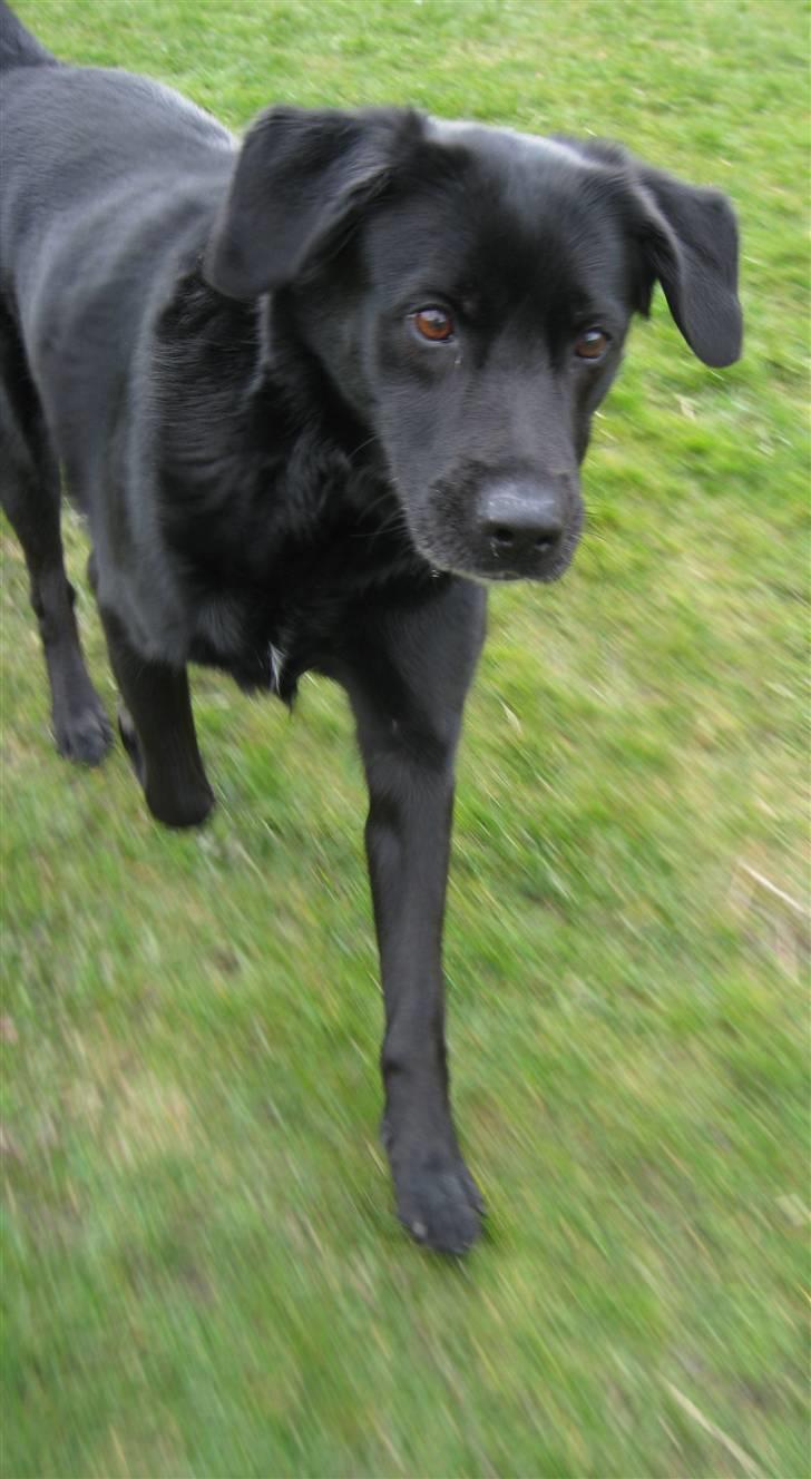 Blanding af racer Freja - Vapperhoosen <3 billede 18