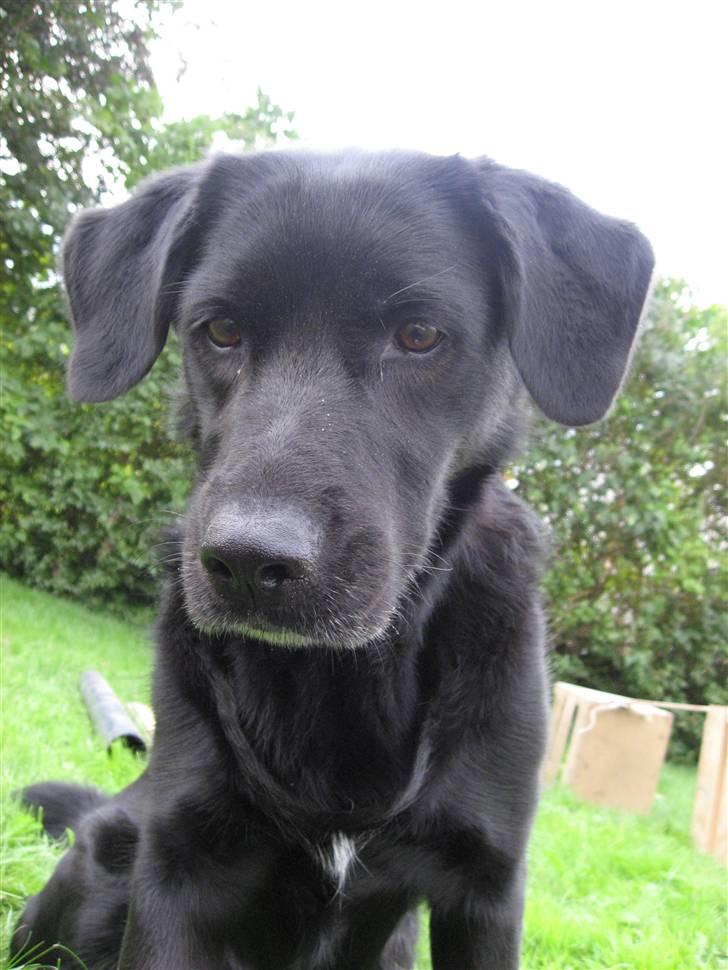 Blanding af racer Freja - 19. August.. billede 19