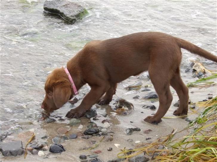 Labrador retriever Bella billede 8