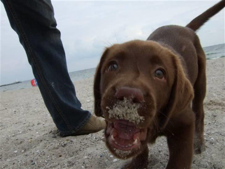 Labrador retriever Bella billede 9