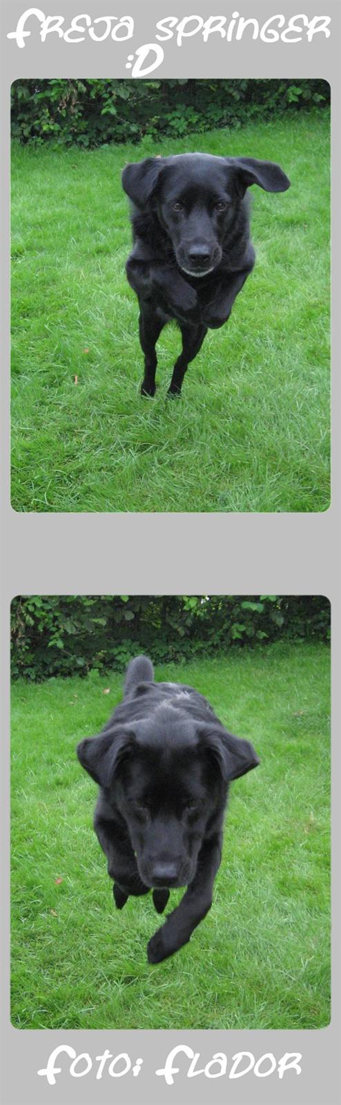 Blanding af racer Freja - 19. August.. billede 20