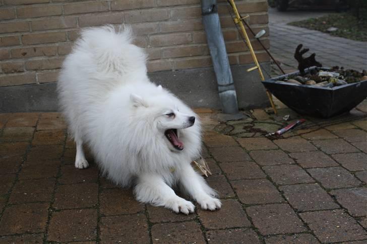 Japansk spids Malik - haha typisk Malik billede 5
