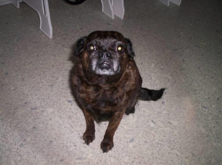 Blanding af racer Futte - Miin dejlige Futte.....:D billede 8