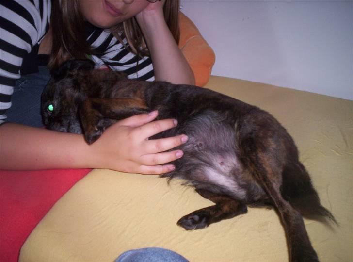 Blanding af racer Futte - "Jeg vil lige kløes lige nu" :D billede 9