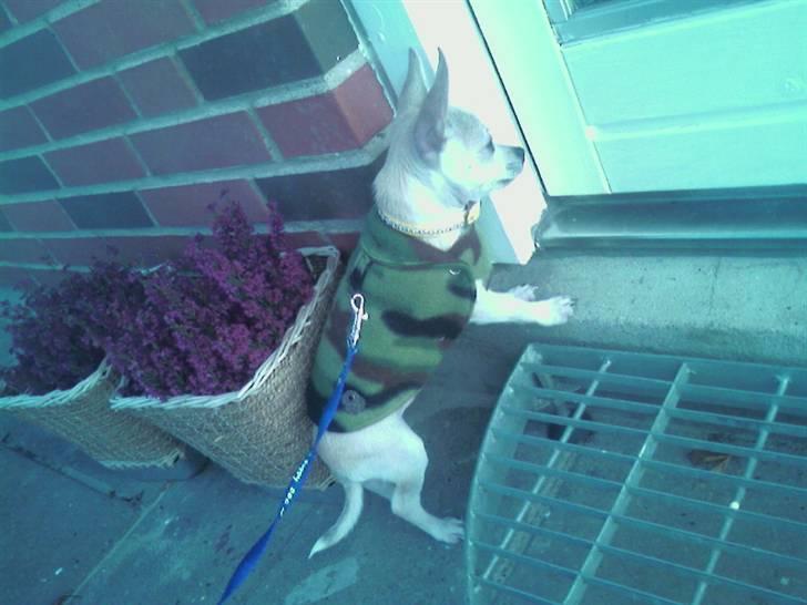 Chihuahua Maverick-Gucci - været på gå tur billede 6