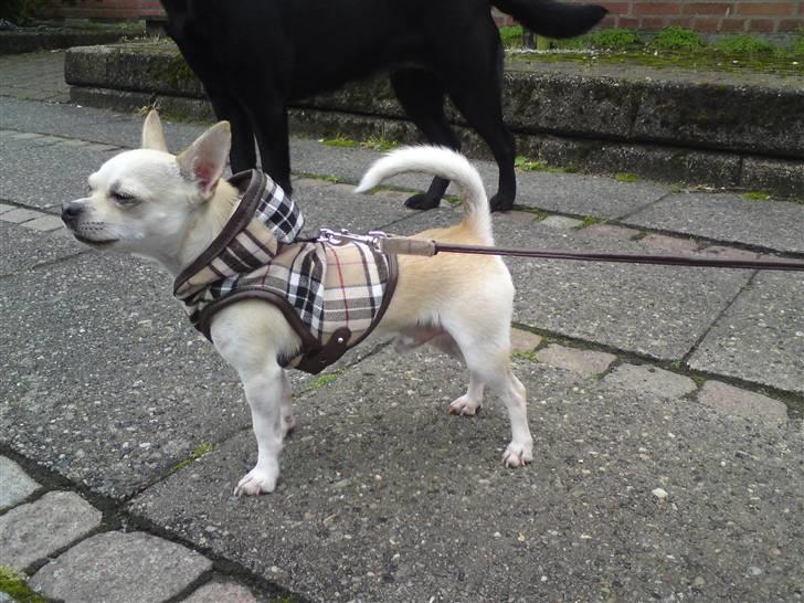 Chihuahua Maverick-Gucci - fuld figur :) billede 7
