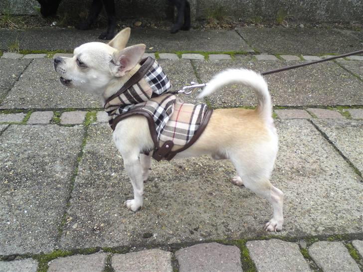 Chihuahua Maverick-Gucci - Gucci gør´ :) billede 8