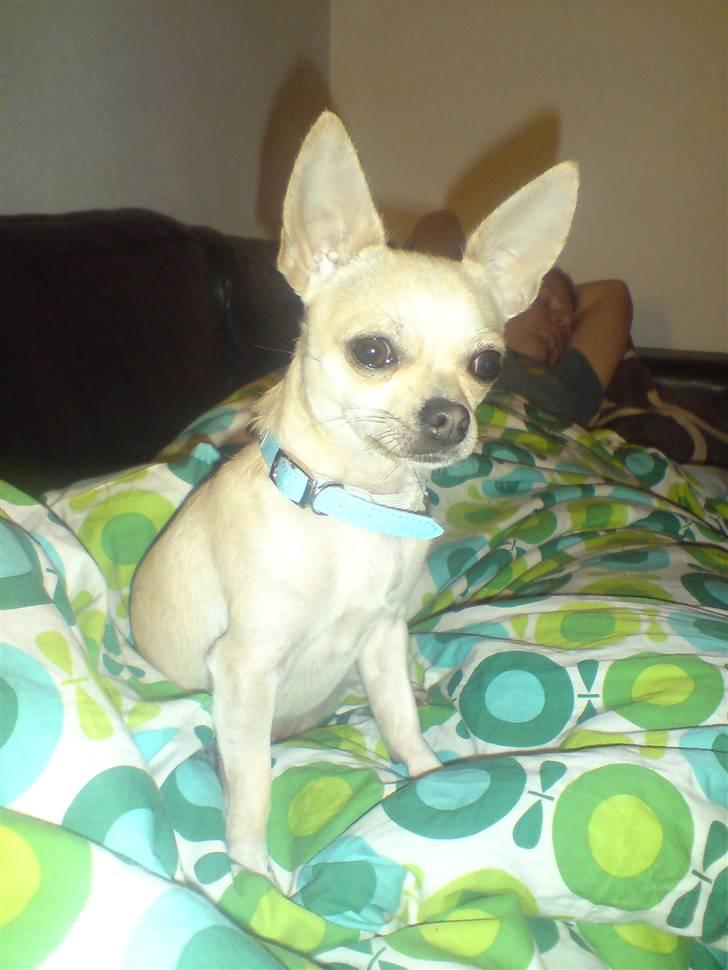 Chihuahua Maverick-Gucci - så vågen kan jeg os se ud billede 9