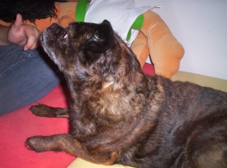 Blanding af racer Futte - " Hvad er det du siger til mig??" billede 13