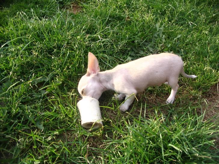 Chihuahua Maverick-Gucci - wuups fandt lige søster Bertas kødben, kunne stikke hele hovedet ind i den:) (11 uger gammel) billede 10