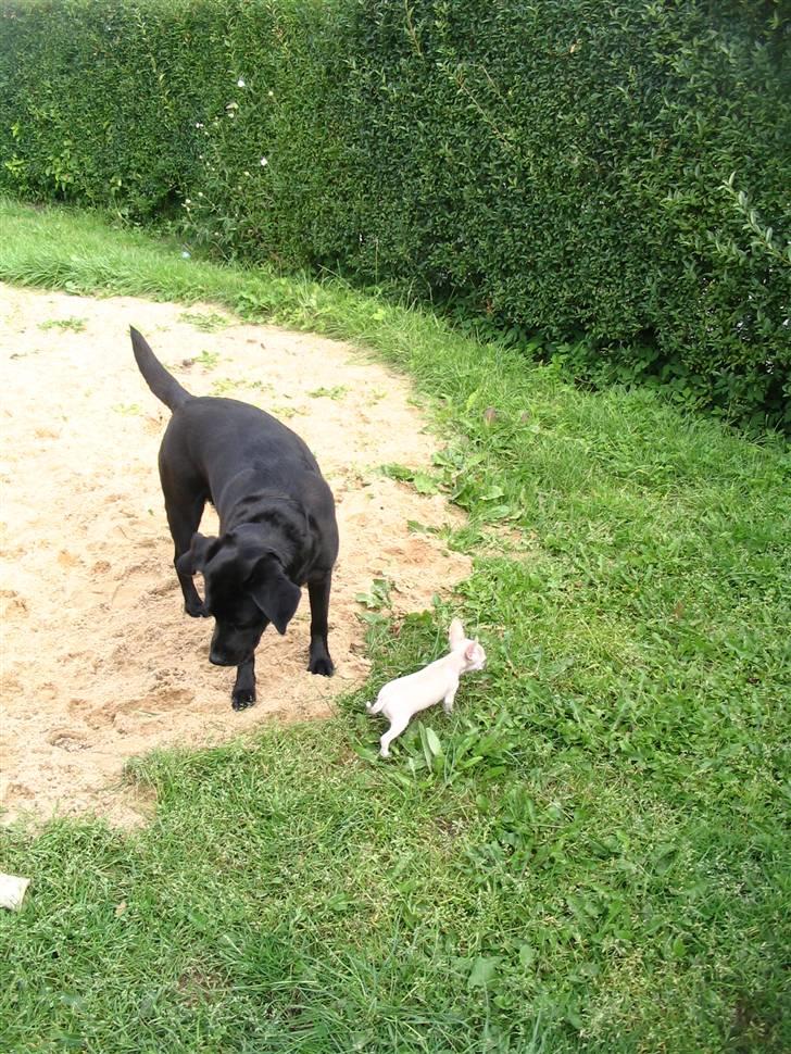 Chihuahua Maverick-Gucci - Mig og min "søs Berta" billede 11