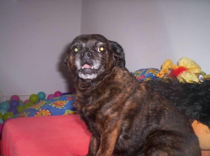 Blanding af racer Futte - Hehe.... Hvad laver du lige Futte??:P billede 14