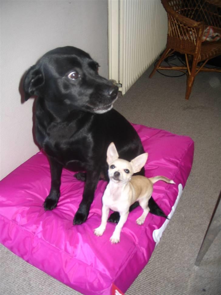 Chihuahua Maverick-Gucci - Stooort legetøj til Lillle hund;) billede 12