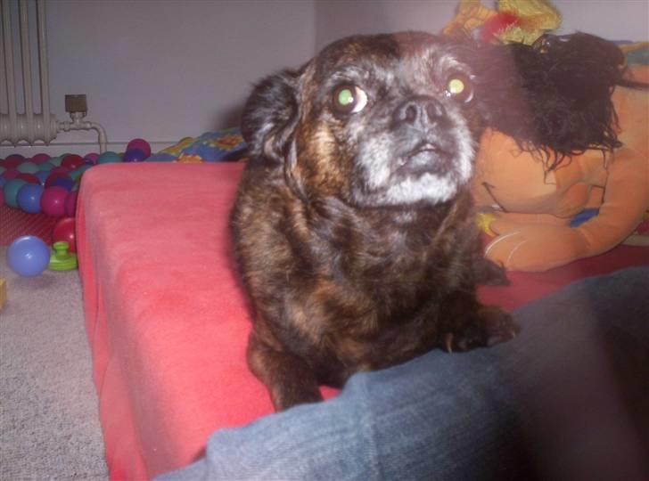 Blanding af racer Futte - "Hvad laver du lige??" billede 15