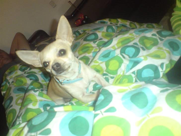 Chihuahua Maverick-Gucci billede 13