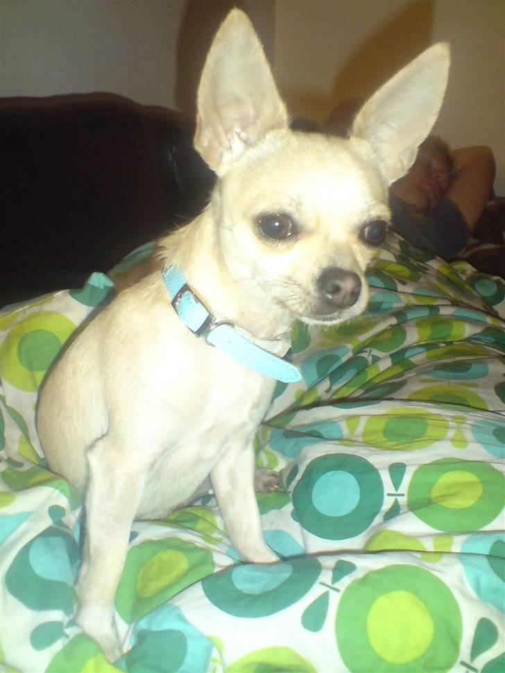 Chihuahua Maverick-Gucci - godmorgen :) billede 14