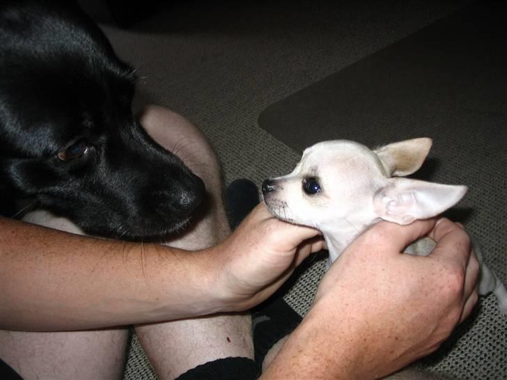 Chihuahua Maverick-Gucci - Mig og søster Berta:) billede 15