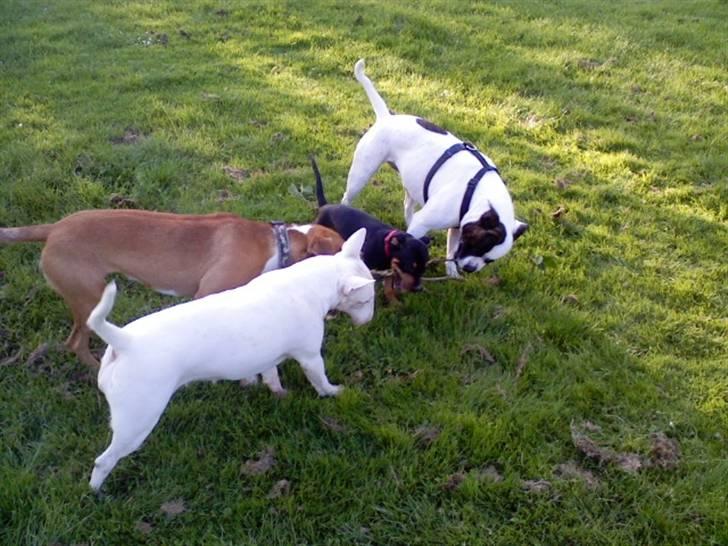 Blanding af racer Tulle - Malou, Tulle, Bacon og shiner alias "bjørnebanden" billede 16