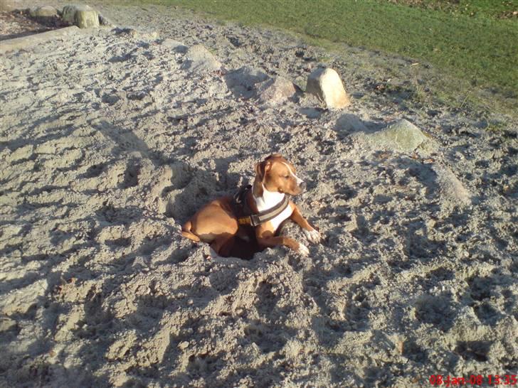 Blanding af racer Tulle - Slapper lige af i mit ny gravet hul billede 17