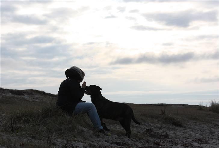 Dogo canario Samson - R.I.P - Sådan husker vi dig lille skat... tak for en fantastisk sidste dag... billede 20