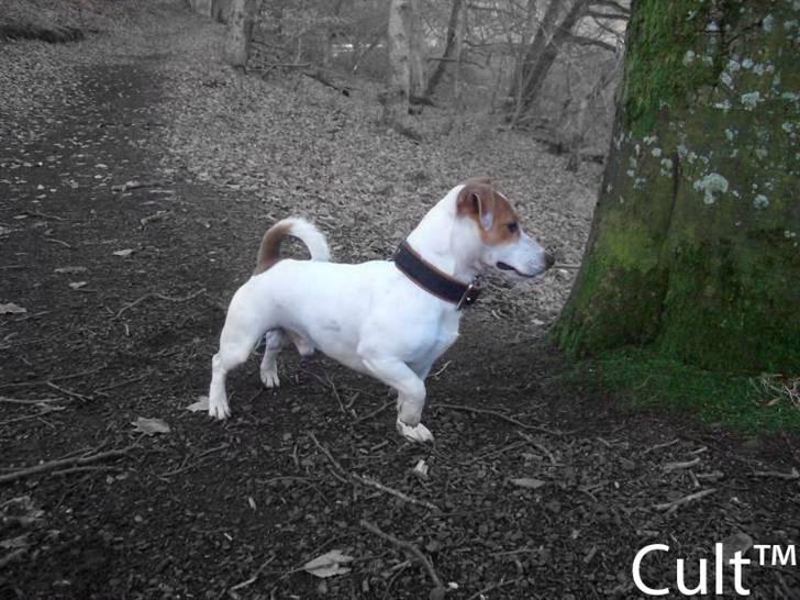 Jack russell terrier Cult billede 3
