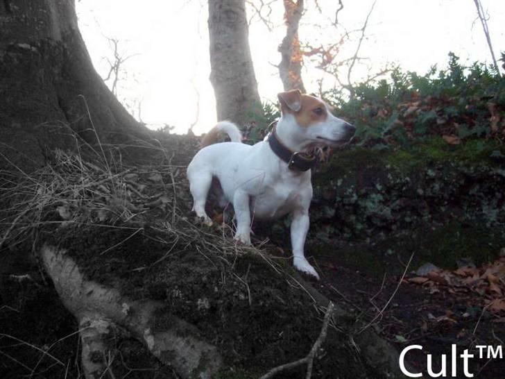 Jack russell terrier Cult billede 4
