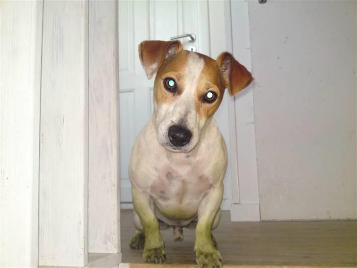 Jack russell terrier Cult - Cult på vej til at blive Hulken ? :o billede 5